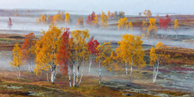 Autumn colors and morning mist across Norwegian birch and tundra wilderness